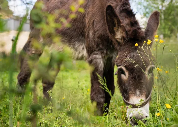 Hotel Accueil Du Couvent De Malet Saint-Côme-dʼOlt